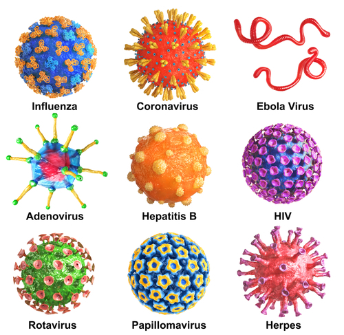 Understanding the Immune System